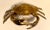 Gold Mid 19th Century English Brass Lidded Crab Box For Sale - Image 8 of 13