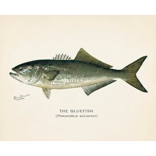Rustic Bluefish, Atlantic Salmon, Pike & Landlocked Salmon - By Denton Circa 1903, S/4 For Sale - Image 3 of 8