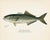 Rustic Bluefish, Atlantic Salmon, Pike & Landlocked Salmon - By Denton Circa 1903, S/4 For Sale - Image 3 of 8
