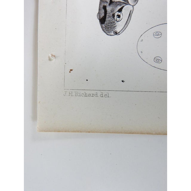 Rustic Mid 19th Century Us Pacifc Railroad Salamander Lithograph Book Plate For Sale - Image 3 of 4