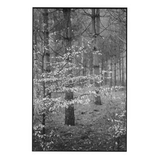 Paul Cooklin, Scan 20211222 88, Edition of 50 For Sale