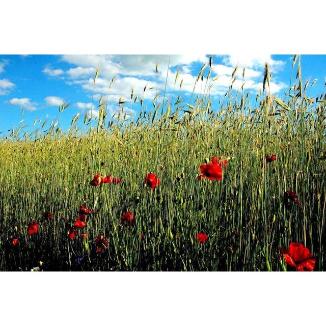 Red Spike is one of the best photo on canvas realized by Giuseppe Marani in 2010. Always passionate about landscapes and...