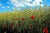 Red Spike is one of the best photo on canvas realized by Giuseppe Marani in 2010. Always passionate about landscapes and...