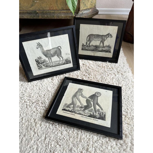 Biedermeier Artist, The Llama, 1831, Lithograph, Framed For Sale - Image 14 of 17