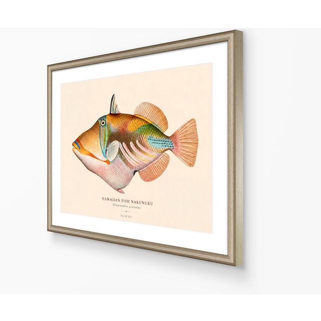 Atelier Aria Lumae Albert Baldwin 1903 Hawaiian Fish Natural History Gallery Board Set For Sale - Image 4 of 12