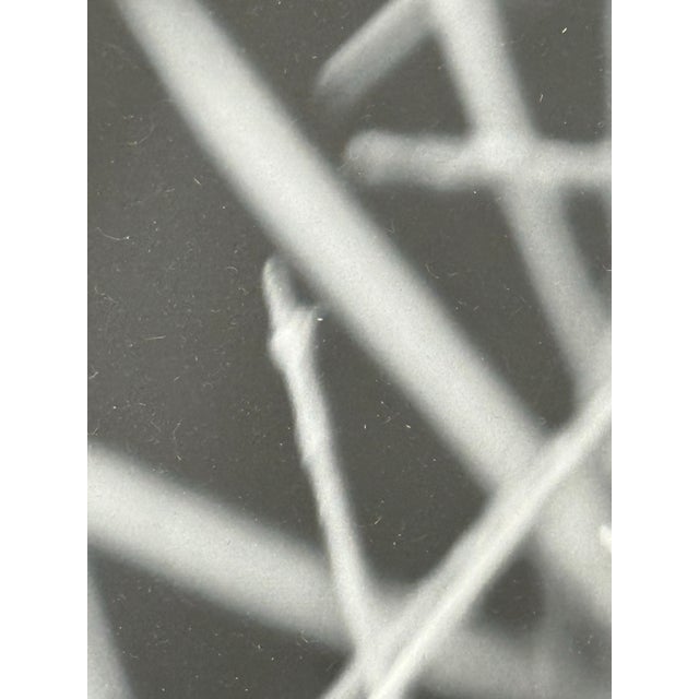 Eugenia Rendon De Olazabal Espinas Series Cactus Dark Aesthetic Photograph, Framed For Sale - Image 9 of 12