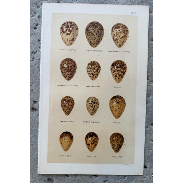 Paper Set of 8 English Late 19th Chromolithographs of Bird Eggs For Sale - Image 7 of 10
