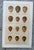 Paper Set of 8 English Late 19th Chromolithographs of Bird Eggs For Sale - Image 7 of 10