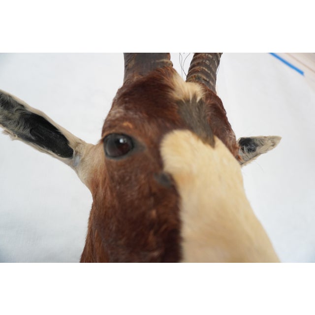 Blesbok Antelope Mount Bust Head For Sale - Image 13 of 17