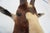 Blesbok Antelope Mount Bust Head For Sale - Image 13 of 17