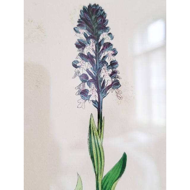 Orchids, 19th Century, Hand Coloured Print Montage For Sale - Image 6 of 13