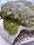 Gray Cast Stone Dog Garden Statue With Moss Patina Mid 20th Century For Sale - Image 8 of 15