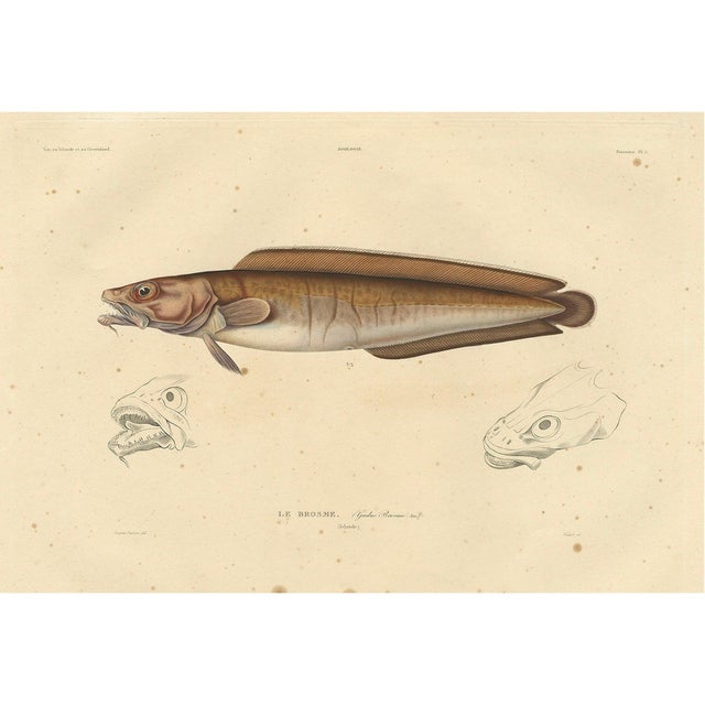 Bévalet, Cusk Fish (Le Brosme) from Gaimard Voyage, 1842, Print For Sale