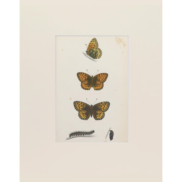 Realism 19th Century Antique Morris Butterfly Print Hand Colored Lithograph 1853 For Sale - Image 3 of 4