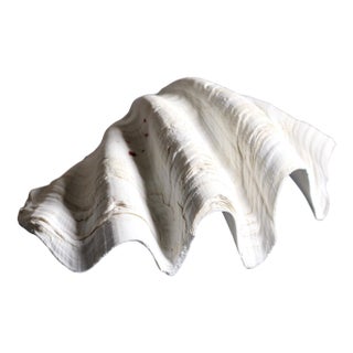 Natural Tridacna Giant Clam Shell - Large seashell bowl - shell decor For Sale