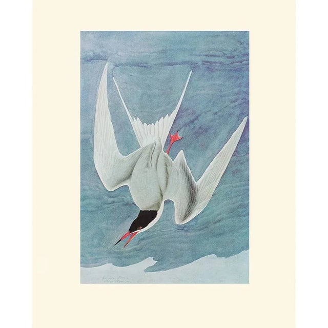 Royal Blue Common Tern After John J. Audubon, 1966 Nautical Style Print For Sale - Image 8 of 8
