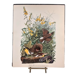 1964 Audubon Folio Lithograph Great Bird Paintings - "Meadow Lark" 17x14 For Sale