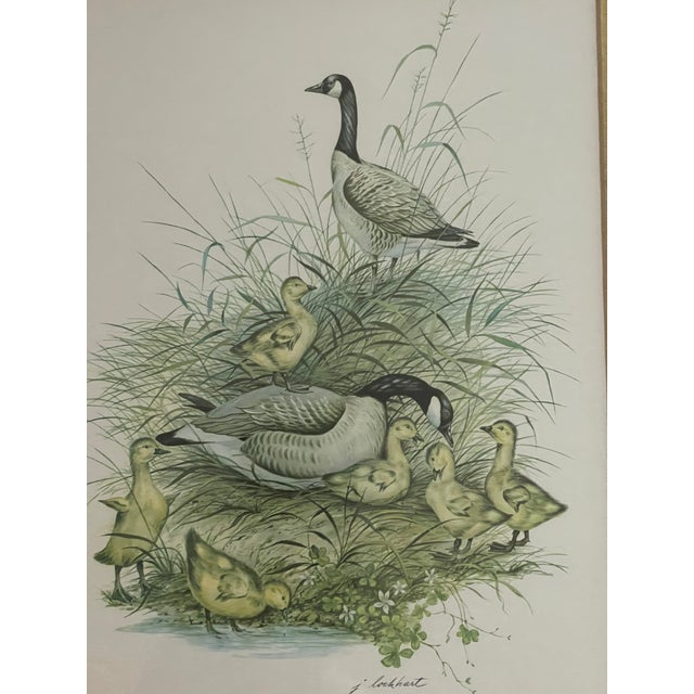 Contemporary 1950s Vintage J Lockhart Bird Prints in Golden Framed- Set of 4 For Sale - Image 3 of 6