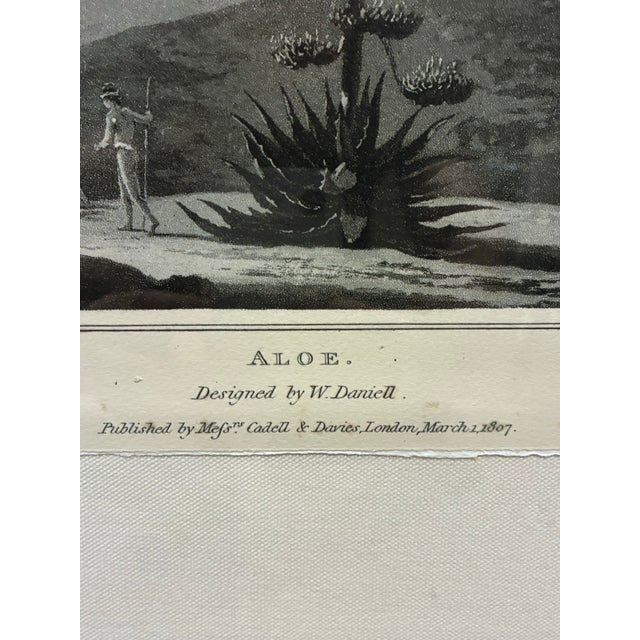 Natural Curiosities “Aloe” After William Daniell 1807 Botanical Landscape Print For Sale - Image 4 of 7
