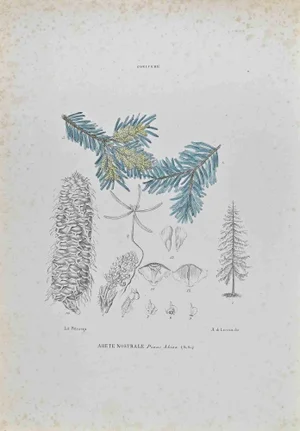 Vincenzo Tenore, Nostral Fir, Lithograph, 1870s