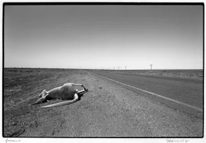 "Australia" 1988 Black & White Photograph. Silver Gelatin Print by Murray Bognovitz