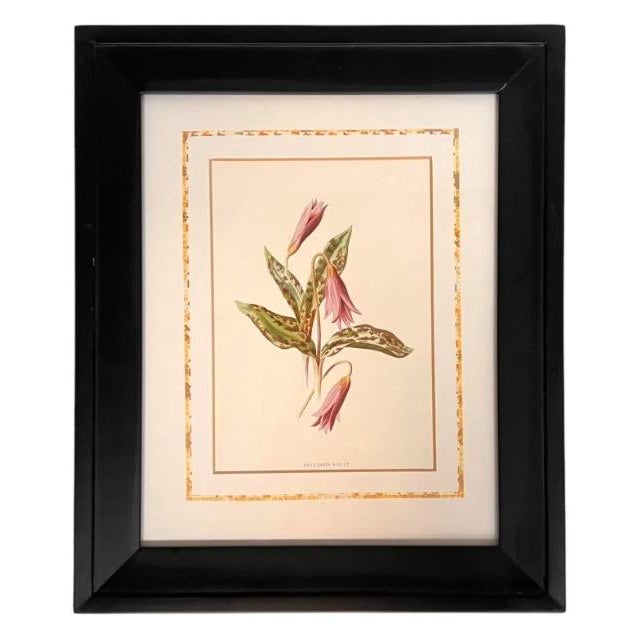 Framed/Matted Set of 6 Chromolithograph Prints - "Familiar Garden Flowers" Published C1880, London, Uk by F. Edward Hulme & Shirley Hibberd For Sale In Los Angeles - Image 6 of 7