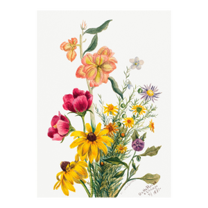 Vintage Wildflowers Study, Botanical Art Print Reproduction, 20" X 30"
