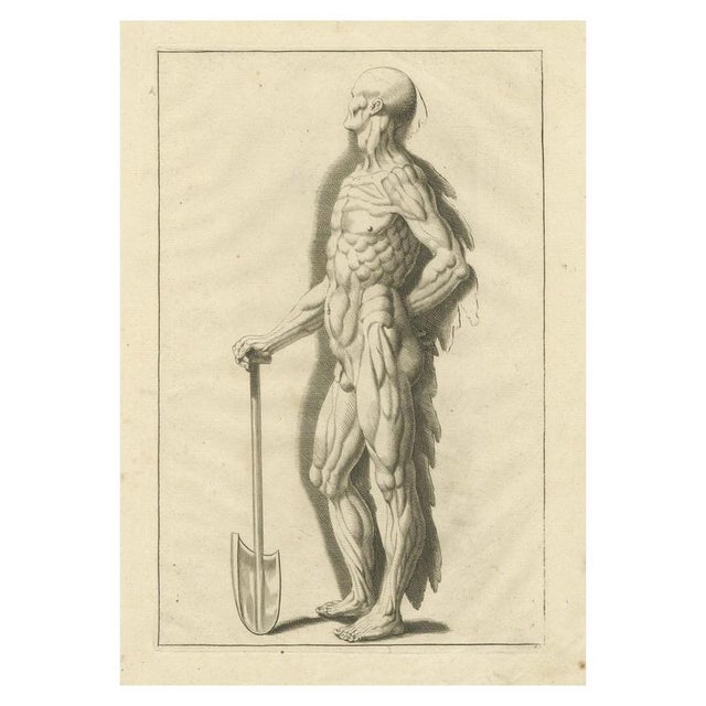 Anatomical Muscle Figure with Shovel, 1745, Paper For Sale - Image 10 of 10