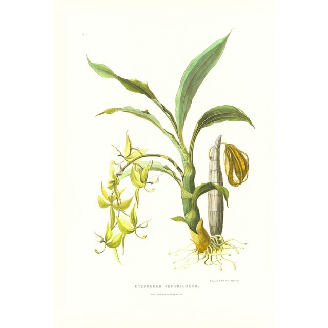 Large 1973 Orchid Flower Lithograph "Cycnoches Ventricosum (Ventricose-Lipped Cycnoches)" After James Bateman For Sale