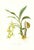 Large 1973 Orchid Flower Lithograph "Cycnoches Ventricosum (Ventricose-Lipped Cycnoches)" After James Bateman For Sale