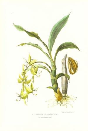 Large 1973 Orchid Flower Lithograph "Cycnoches Ventricosum (Ventricose-Lipped Cycnoches)" After James Bateman