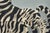 Charcoal Vintage MCM Original Zebra Print For Sale - Image 8 of 9