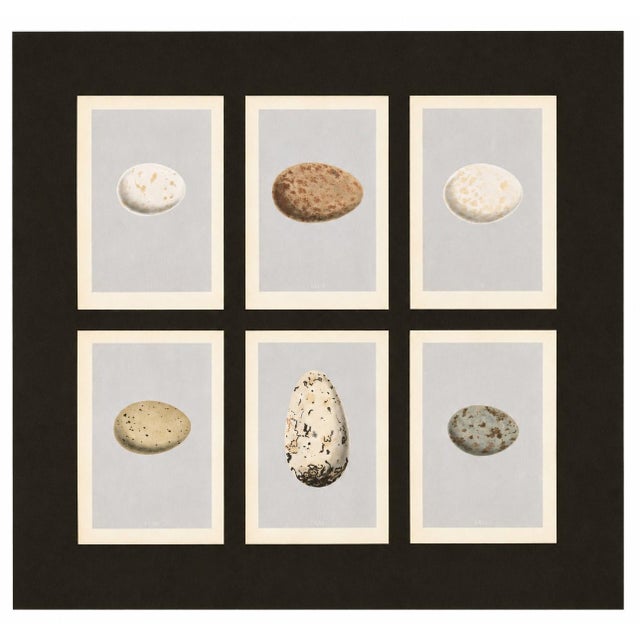 A collection of six Victorian natural history bookplates depicting the beautifully varied eggs of British birds,...