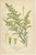 Caucasian Scabious, Ageratum Cœruleum & Canadian Goldenrod, 1897, Paper, Set of 3 For Sale - Image 4 of 6