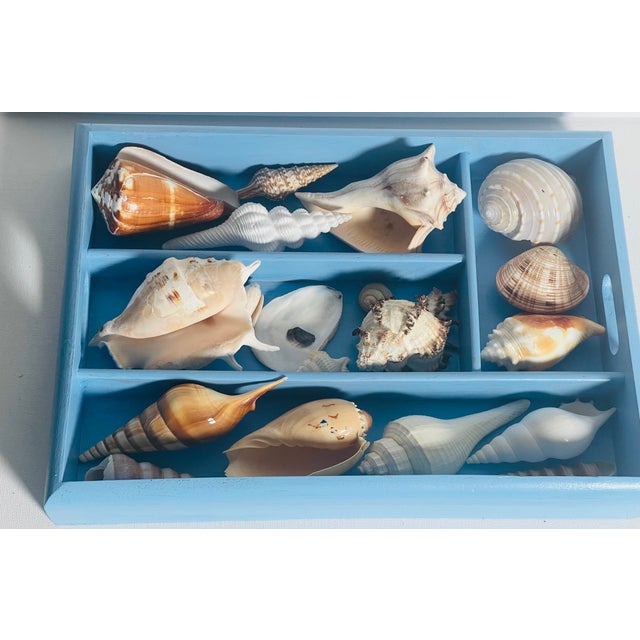 Vintage Sea Shell Collection Coastal Marine Specimens in Blue Box For Sale In Miami - Image 6 of 6