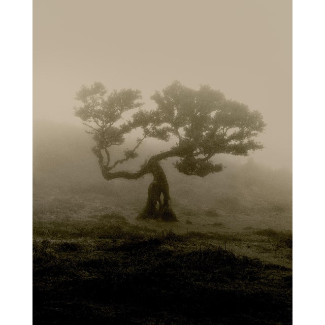 Early 21st Century Ugne Pouwell, Laurisilva of Madeira, 2026, Black and White Nature Photography For Sale - Image 5 of 5