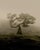 Early 21st Century Ugne Pouwell, Laurisilva of Madeira, 2026, Black and White Nature Photography For Sale - Image 5 of 5