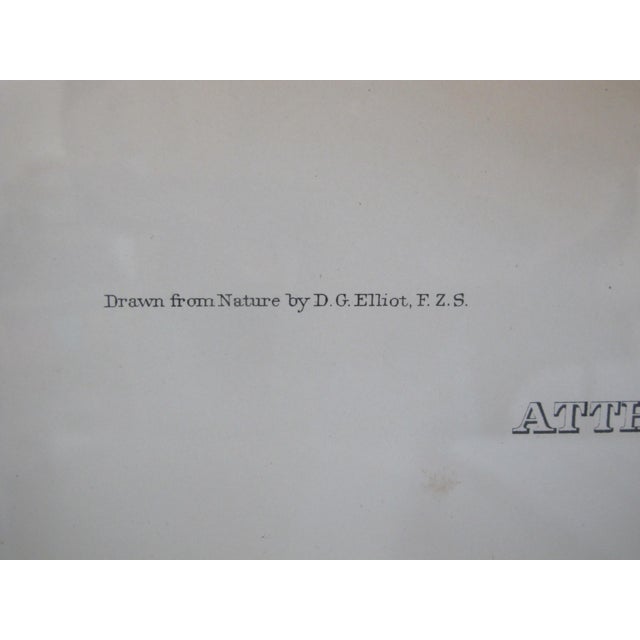 Mid 19th Century Daniel Giraud Elliot Hand Tinted C1869 Bumblebee Hummingbird Framed Lithograph For Sale - Image 5 of 9