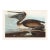 Brown Pelican, Vintage Art Print Reproduction From Birds of America by John James Audubon, 36" X 24" For Sale