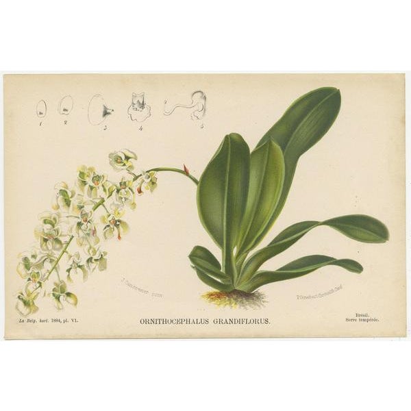 Ornithocephalus Grandiflorus, 1880, Prints, Set of 4 For Sale - Image 5 of 6