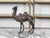 French French Turn of the Century Cast Bronze Camel Statuette with Dark Patina, 1900s For Sale - Image 3 of 10