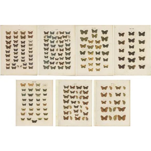 Ramann, Butterflies and Moths, 1870, Set of 7 For Sale - Image 9 of 9
