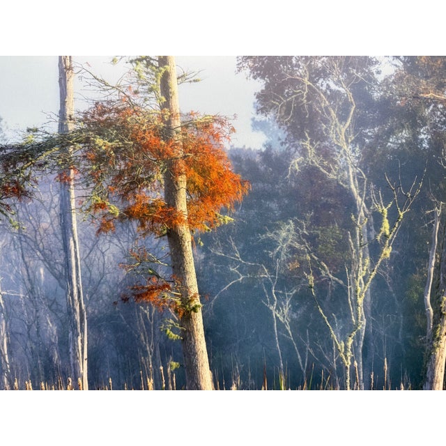 Title: Untitled (Misty Coastal Wetland) Artist: Will Dickey Year: 21st century Medium: Direct Print on ACM (Acrylic...