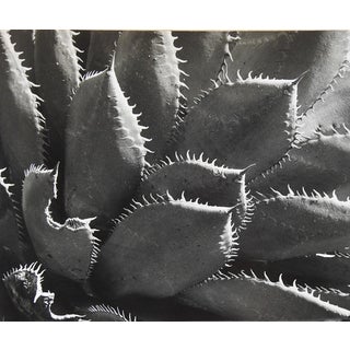 Vintage Mid Century Photograph of Agave Plant For Sale