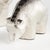 Modern Koda Bear Sculptures, Set Of 2 For Sale - Image 3 of 4