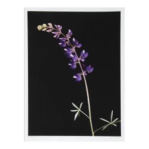 Purple Plant (Leaning Left), Jonathan Singer