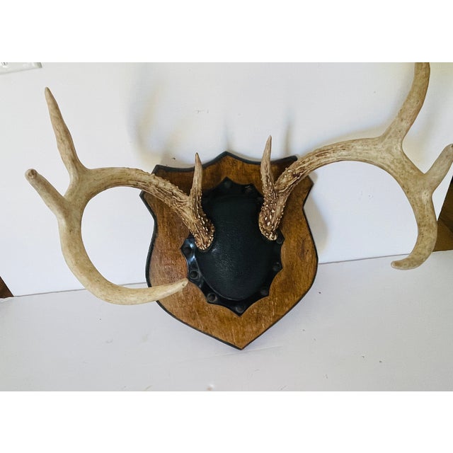 Beautiful pair of vintage deer antlers five points mounted on a board.