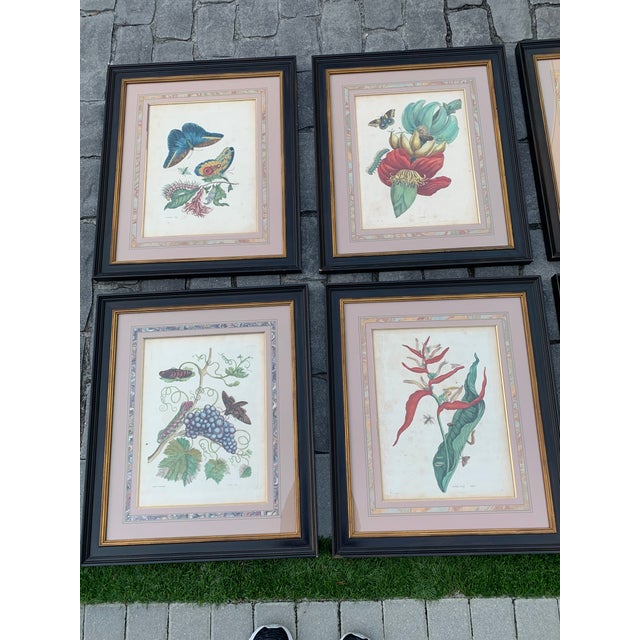 Traditional Early 18th Century Maria Sibylla Merian Insects of Surinam Hand-Colored Copper-Plate Engravings, Framed - Set of 8 For Sale - Image 3 of 13