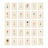 Atelier Aria Lumae Magdalena Rosina Funck Style Botanical Miniature Passe Partout Prints Complete 30 Piece Set For Sale