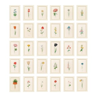 Atelier Aria Lumae Magdalena Rosina Funck Style Botanical Miniature Passe Partout Prints Complete 30 Piece Set A4 For Sale